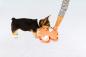 Preview: Nina Ottosson Puppy Tornado Preview: Nina Ottosson Puppy Tornado